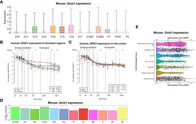 Zmiz1 is a novel regulator of brain development associated with autism and intellectual disability